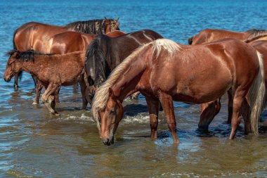 Bir grup at bir gölette durur ve sıcak bir yaz günü su içerler.