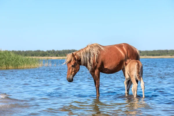 Ein Pferd Und Ihr Kind Stehen Einem Heißen Sommertag Einem — Stockfoto