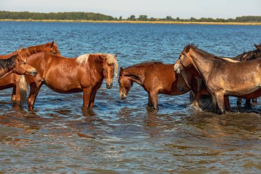 Farklı renklerde bir at sürüsü suda duruyor ve dinleniyor. Parlak güneşli bir gün