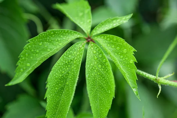 bright green six-pointed leaf of a plant with water drops on it. summer day after rain