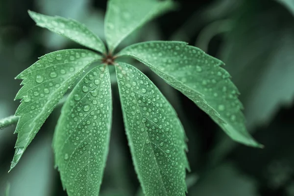 植物の葉が閉じてそれに落ちる 葉の上の雨滴は — ストック写真