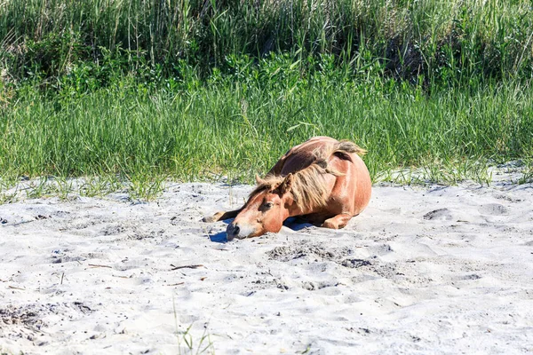 暑い夏に茶色の馬が砂の上に横たわっていました 馬を休める — ストック写真
