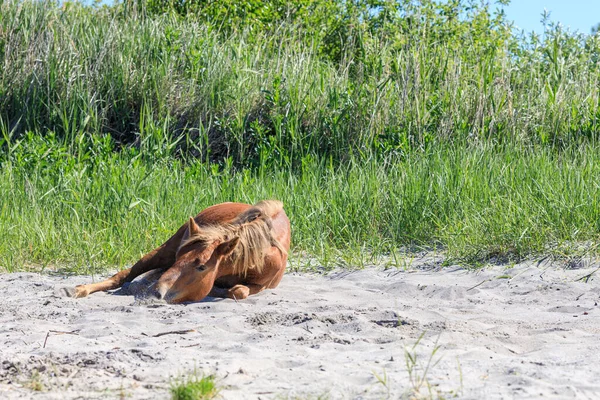 疲れた馬は夏の日に砂の上に休んでいます 疲れた動物 — ストック写真