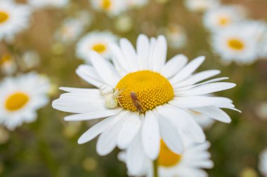 Beyaz örümcek çiçek açan papatya çiçeğinin üzerinde kurbanını bekliyor. arkaplan bulanık çayır