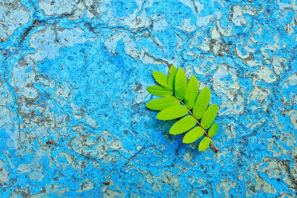 Feuille Verte Frêne Montagne Sur Une Surface Bleue Sale Avec — Photo