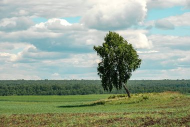 huş ağacı eğimli bir şekilde tarlada duruyor, arka plan bulutlu ve ufuk çizgisi olan gökyüzü. Sahada bir yaz günü manzara