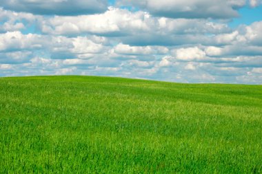 Yeşil mısır gevreği tarlası ve bulutlu mavi gökyüzü. Yazın tarlada manzara