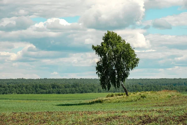 huş ağacı eğimli bir şekilde tarlada duruyor, arka plan bulutlu ve ufuk çizgisi olan gökyüzü. Sahada bir yaz günü manzara