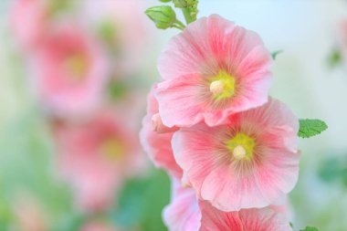 Aynı çiçeklerin arka planına karşı narin, yumuşak çiçekler. Yakın çekim, alanın derinliği