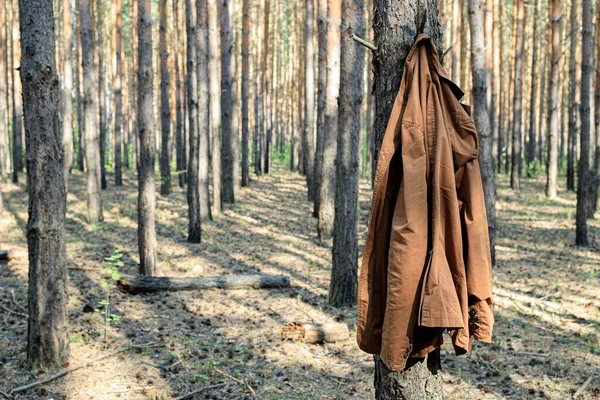 Casaco Castanho Pendurado Num Tronco Árvore Floresta Sem Dono Jogou — Fotografia de Stock