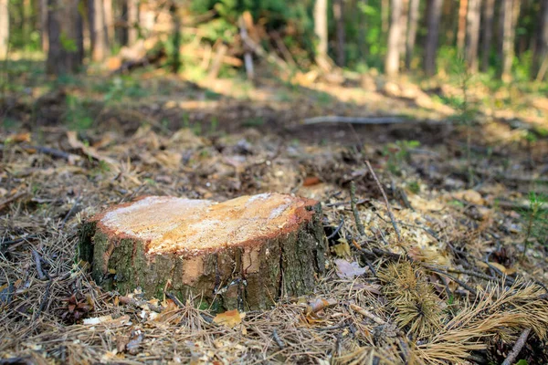 Pniak Sosnowy Pozostał Wylesianiu Problem Ścinania Drzew — Zdjęcie stockowe