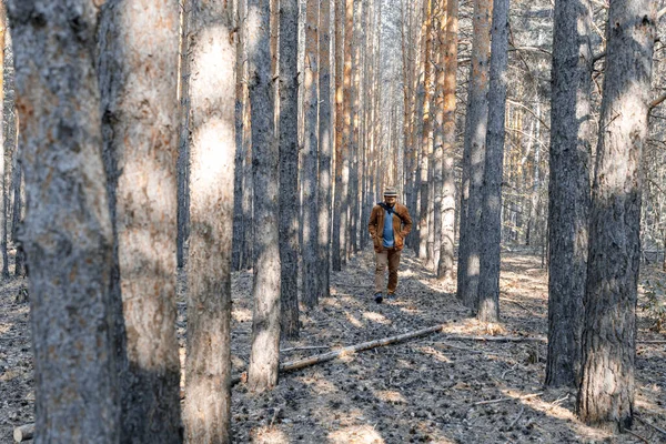 숲에서 일하는 기술자가 나무들 사이를 다니면서 벌목을 되었는지 알아보고 있습니다 — 스톡 사진