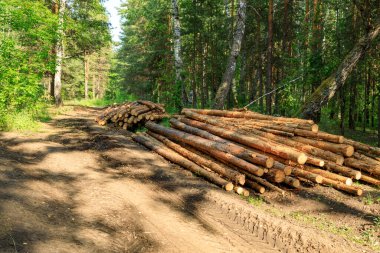 Ormandan alınıp ormana götürülen çam kütükleri götürülmeyi bekliyor. Ormanların tahrip konsepti