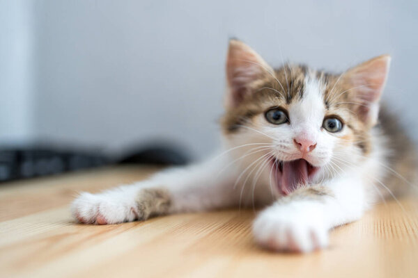 young cat opened its mouth yawns lying on a wooden surface. kitten before bed