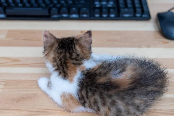 Een Jonge Kat Van Een Driekleurig Pak Ligt Met Zijn — Stockfoto