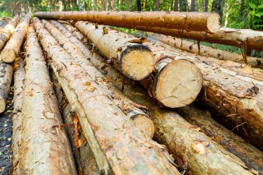 Ormandaki taze çam kütüklerine yakın çekim. Yasa dışı ağaç kesme ve hırsızlık