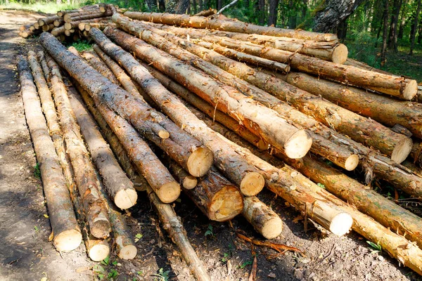 felled forest in logs lies in the forest, illegal logging and gaps with de-gluing