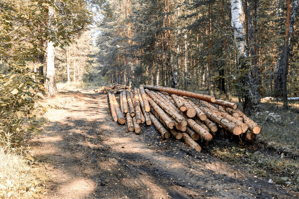 logging, felling, upper warehouse in the forest on a forest road