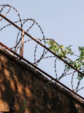 Dikey fotoğraf, dikenli telli ve ağaç yapraklı beton bir duvarın parçası.