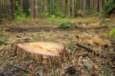 Ormanda yeni kesilmiş bir ağaç kökü var, arka planda ağaçlar henüz kesilmemiş.