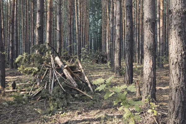 森の中で収穫した枝を積み上げました 森林基金や自然への配慮 — ストック写真