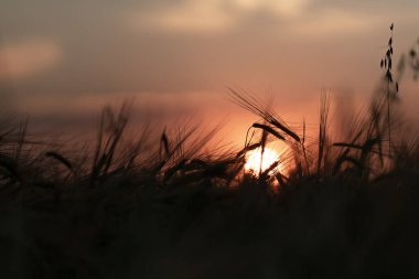 Batan güneşe karşı batan çavdar silueti, ufuk çizgisindeki mısır gevreği bitkileri. Bulanık arkaplan, sığ alan derinliği