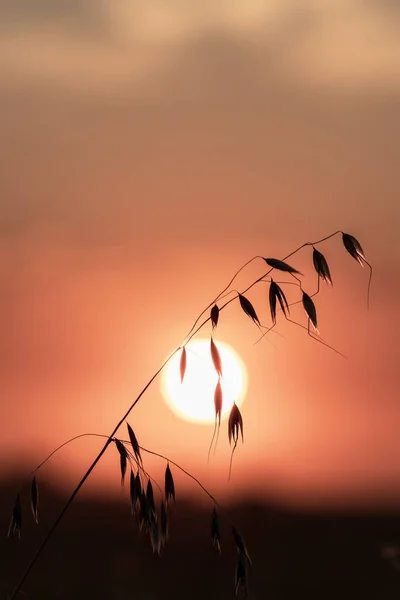 silhouette of cereal plant oats at sunset background vertical photo