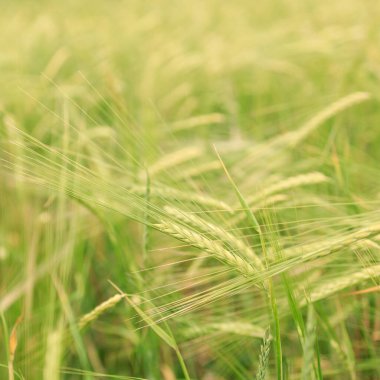 Tarlanın arka planına yakın buğday başakları, bulanık arkaplan