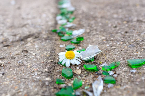 Fragments Verre Brisé Sur Asphalte Parmi Eux Est Une Fleur — Photo