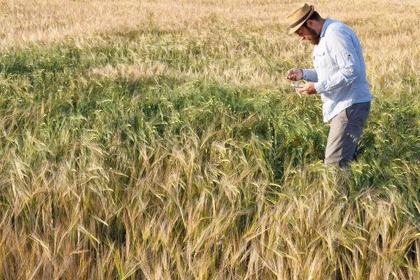 Científico Examina Las Plantas Cereales Campo Escribe Cuaderno Trabajo Científico —  Fotos de Stock