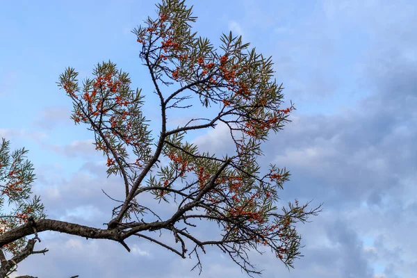 Duindoornstruik Tak Tegen Een Bewolkte Lucht Een Boomtak Wordt Dramatisch — Stockfoto