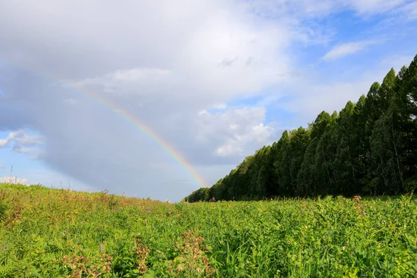 low point view of the forest and rainbow field, summer day part of the rainbow