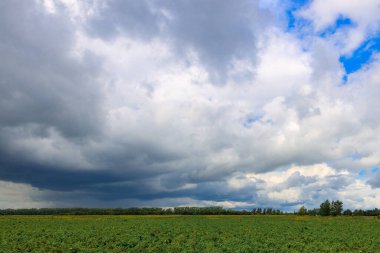Bulutlu bir gökyüzü, bir tarım tarlasının üzerinde bir yaz günü, ufukta ağaçlar.
