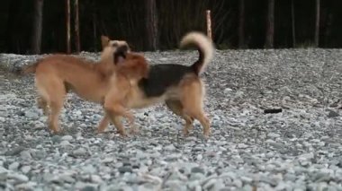 Köpekler birbirleriyle oynar, ısırır ve eğlenirler. Evcil hayvanlar nasıl arkadaş olunacağını ve oynanacağını bilir.
