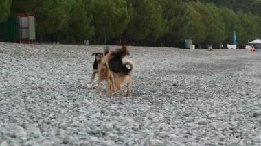 Evcil köpekler birbirini kovalar ve ısırırlar, iki hayvan oyunu. oyun oynarken komik köpekler