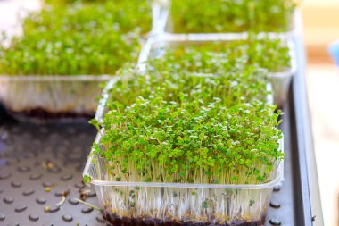 Plastik bir kapta genç bitkiler filizleniyor. Evde sağlıklı yiyecekler yetişiyor.