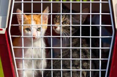 Yeni sahipleri tarafından alınmak için bir kafeste iki parça kedi yavrusu. gereksiz kedi yavruları