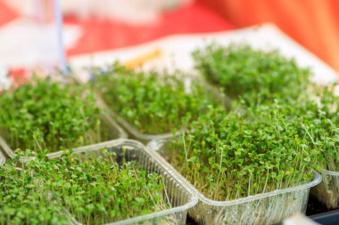 Küçük yeşil bitkiler, plastik kaplarda taze filizler.