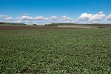 Yoncalı ve mavi gökyüzü manzaralı arazi uzaklığa doğru çekiliyor. büyük ekin alanı