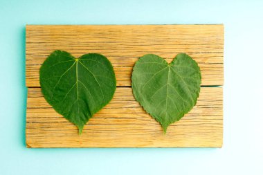 Eski tahtalara yakın bir ağaçtan iki yaprak, tahtalarda bitki örtüsü