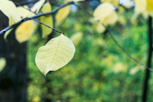 Gelbes Blatt Auf Verschwommenem Hintergrund Des Herbstwaldes Selektiver Fokus Auf — Stockfoto