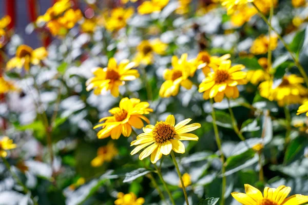 Gula Blommor Med Selektivt Fokus Förgrunden Många Färger Gult Fokus — Stockfoto