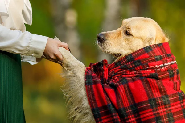 an adult dog retriever folded its paws into the girl\'s hands farewell to the beloved dog. the old dog is covered with a blanket, looks sad