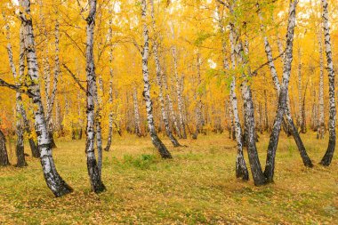 Sonbaharda huş ağacının derinliklerinde sarı yapraklar, kıştan önceki doğanın güzelliği. Doğanın sonbahar dönemi