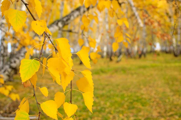 Gelber Zweig Einer Herbst Birke Mit Blättern Auf Dem Hintergrund — Stockfoto