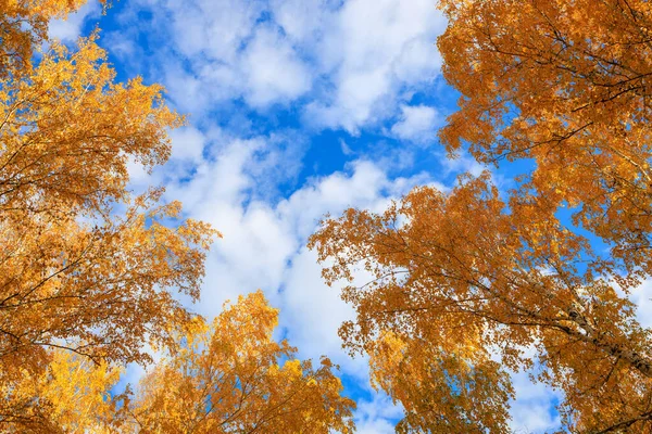 Vue Dessus Cime Des Arbres Des Nuages Avec Ciel Jaune — Photo