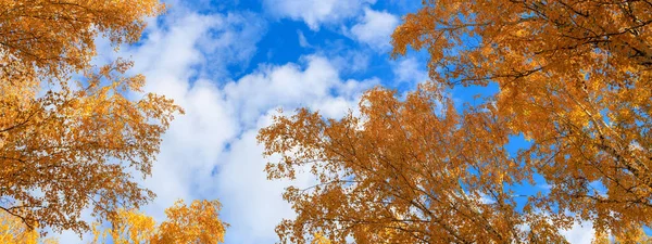 Banner Des Herbsthimmels Und Baumkronen Mit Gelben Blättern Herbstwald Und — Stockfoto