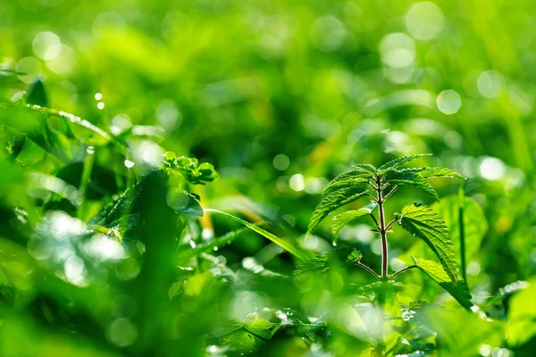 明るい緑の芝生のフィールドの選択的な焦点の朝のグレードのネットワークです 午前中に現場で — ストック写真