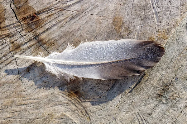 Bird Feather Dew Drops Wooden Surface Chopped Edges — Stock Photo, Image