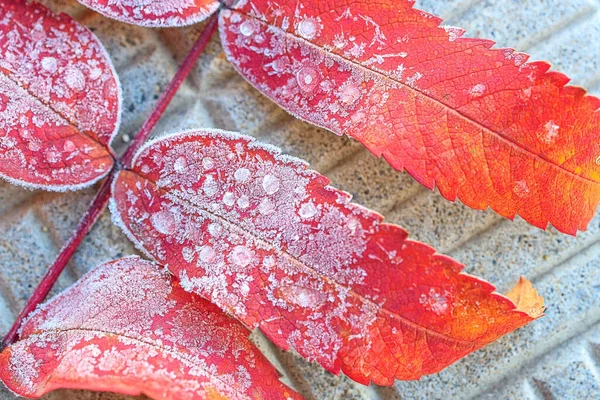 Gefrorene Tautropfen Auf Vogelbeerenblättern Frostbeschaffenheit Selektiver Fokus Herbst Hintergrund Nahaufnahme — Stockfoto